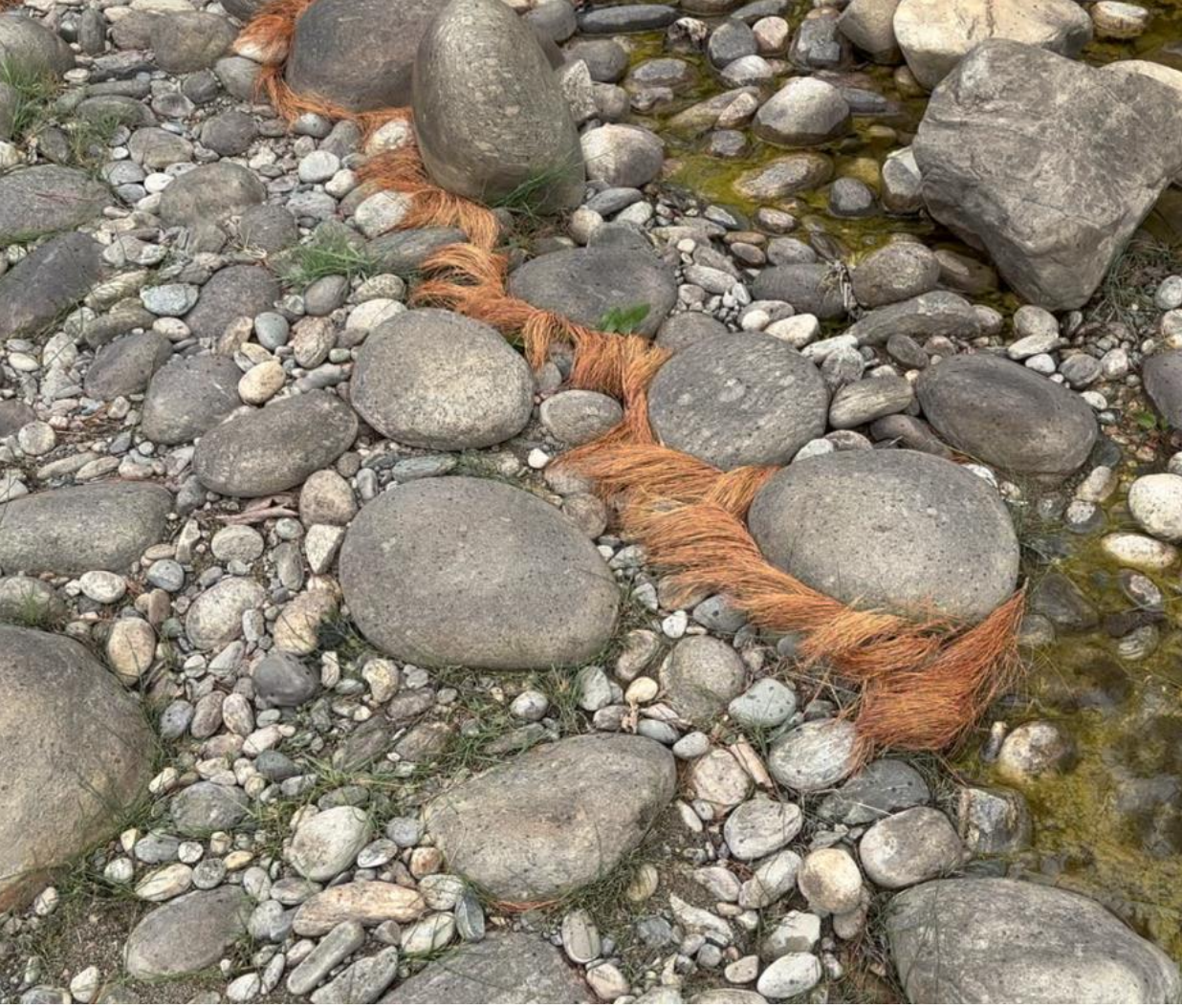 A line of orange pine needles woven between river stones