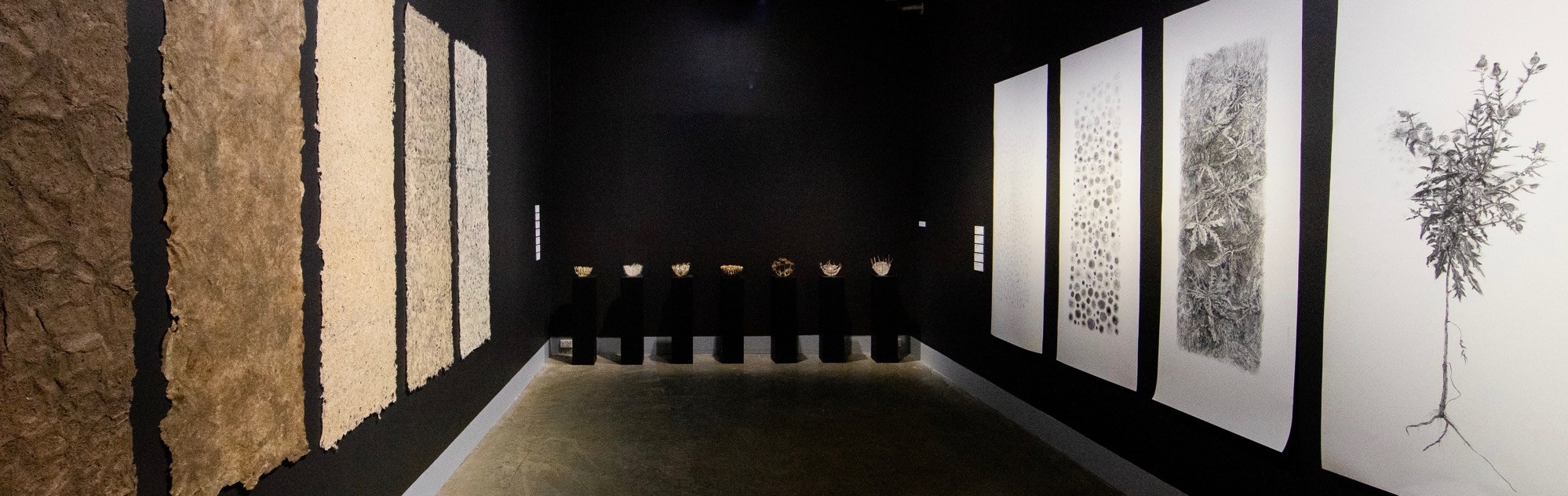 Wide view of the Thistle installation — paper panels, pedestals, and charcoal drawings