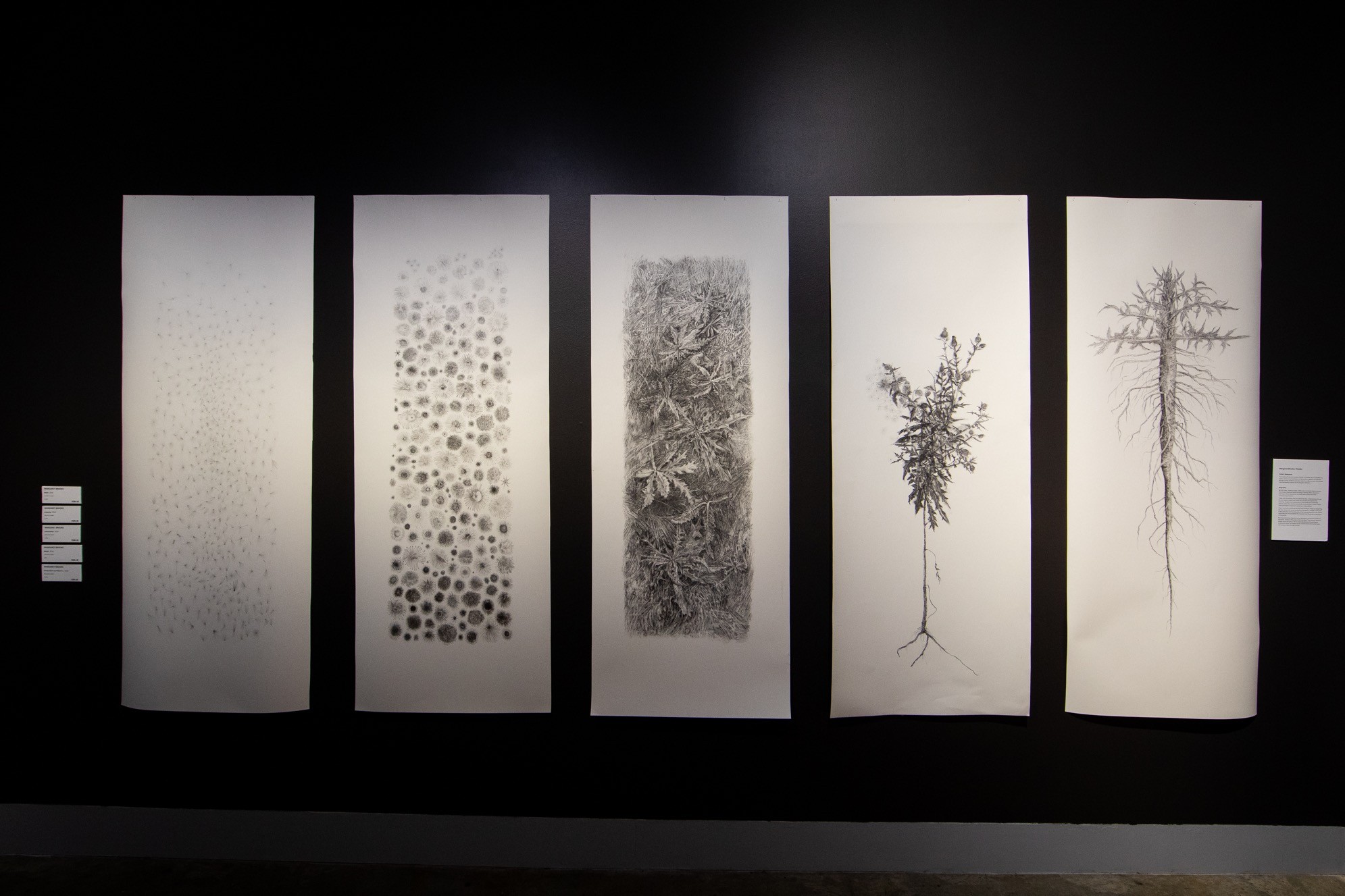 Five vertical charcoal drawings on a black wall