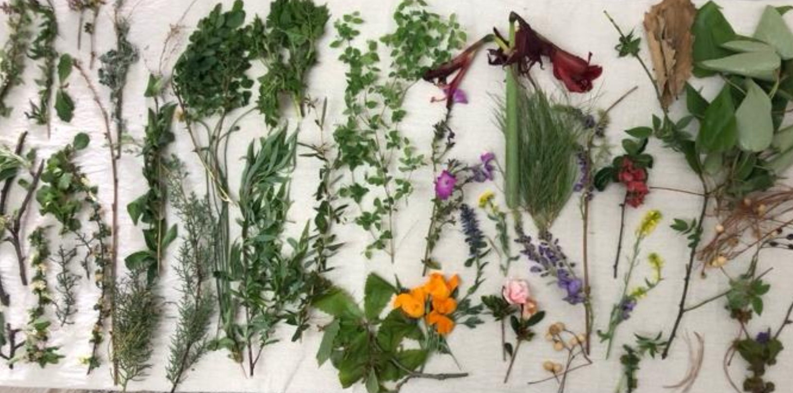 Collected plants laid out for dye-making