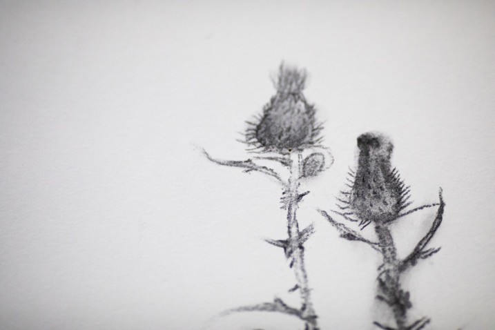 Soft charcoal drawing of two thistle heads