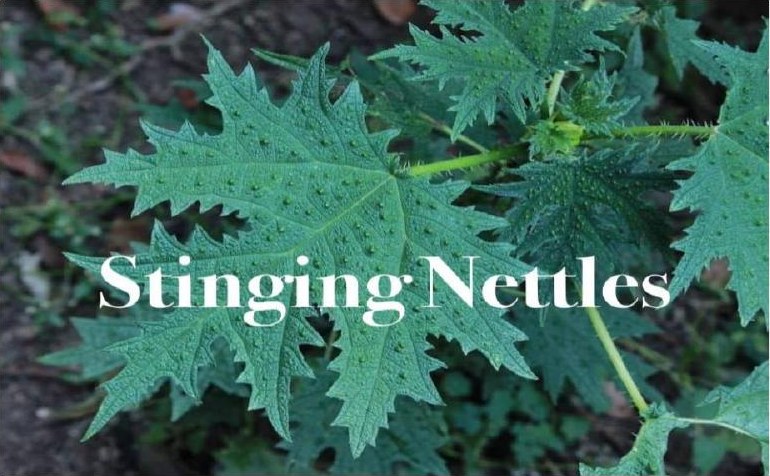 Stinging nettle leaves in a garden bed