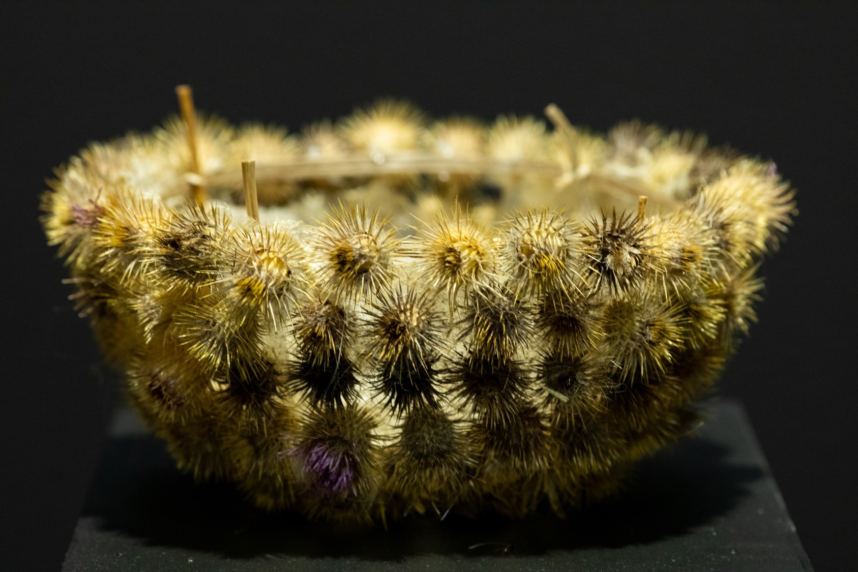 Spiky thistle-seed bowl