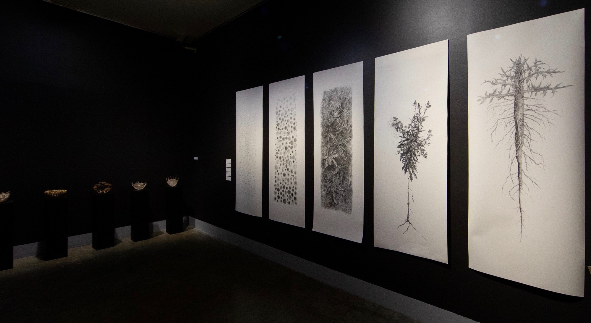 Charcoal drawings of thistles with bowls on pedestals